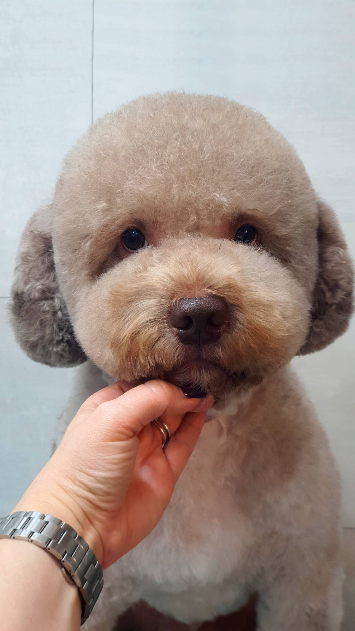 Grooming VetSpot 6