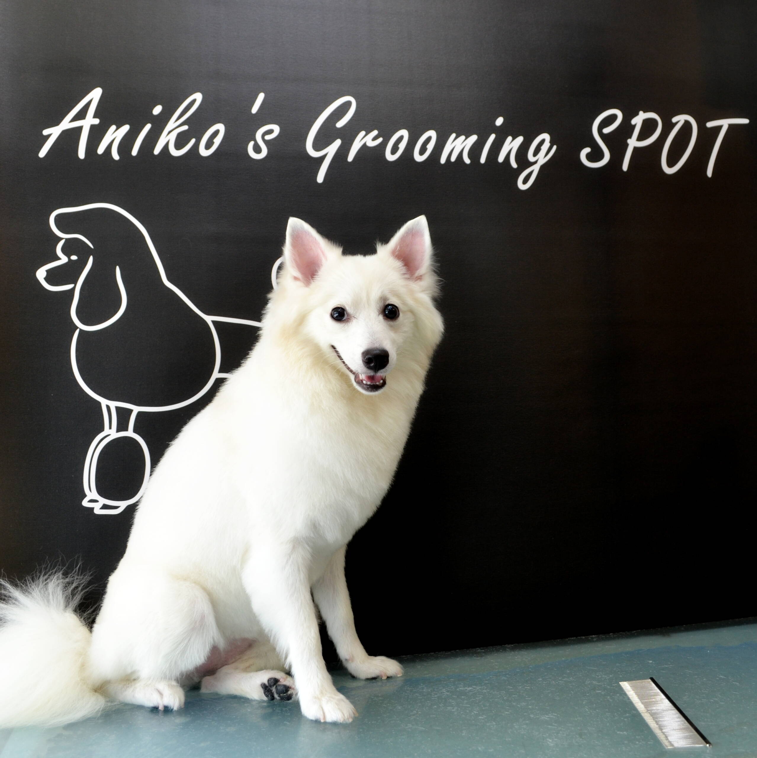 Grooming VetSpot 4