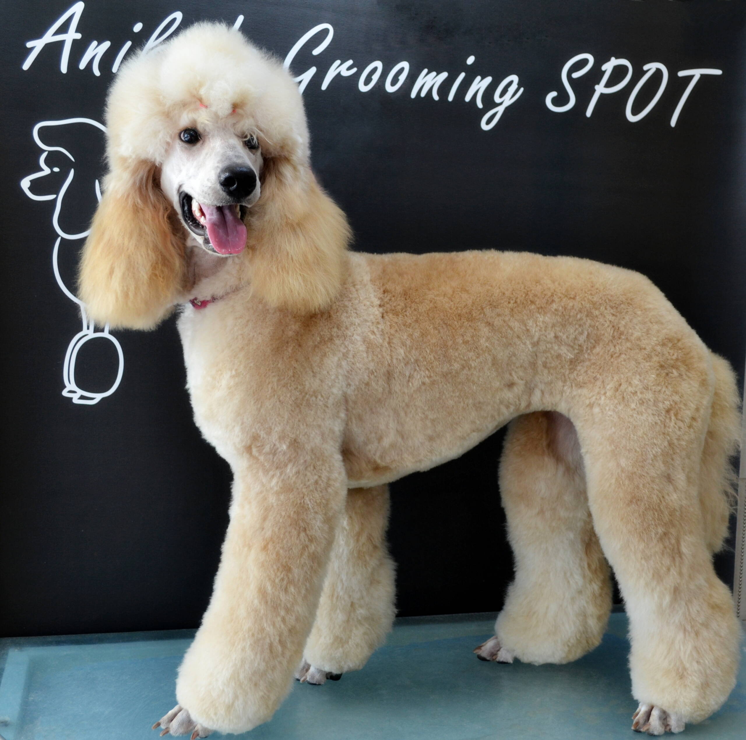 Grooming VetSpot 3