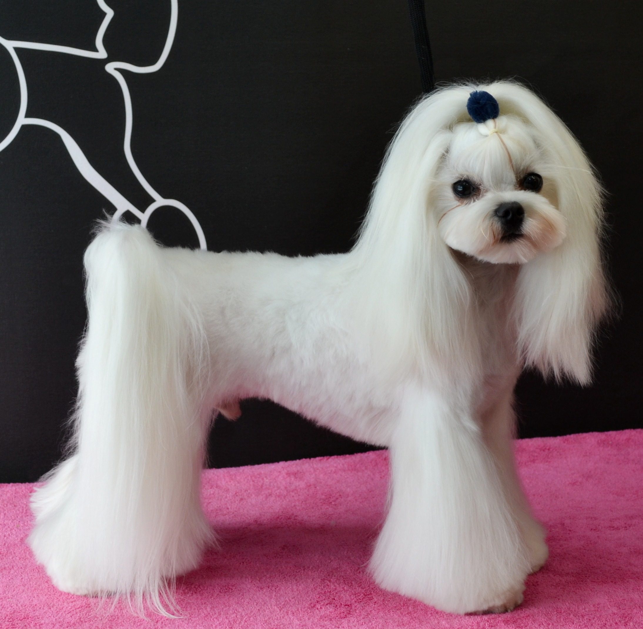 Grooming VetSpot 2