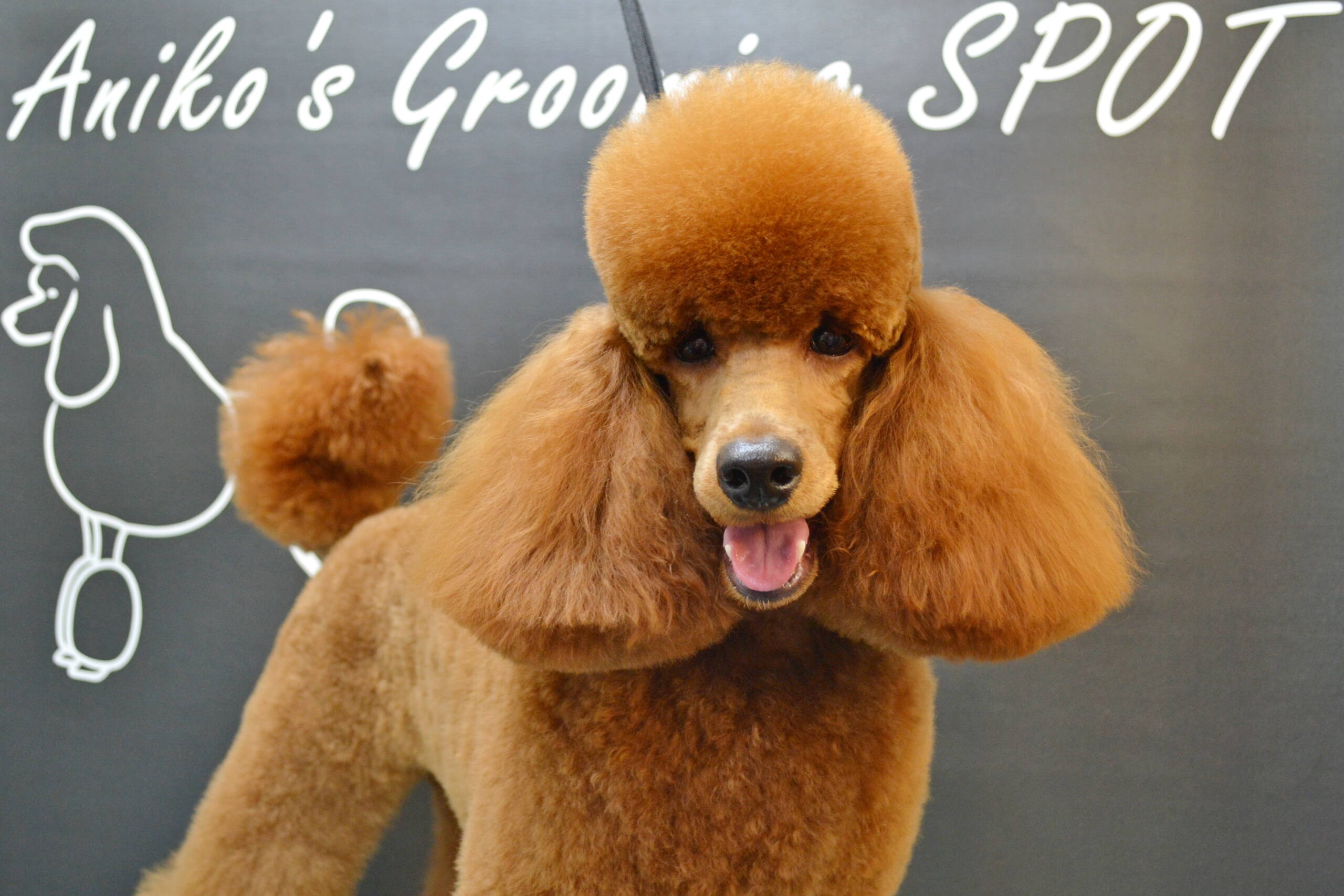 Grooming VetSpot 1