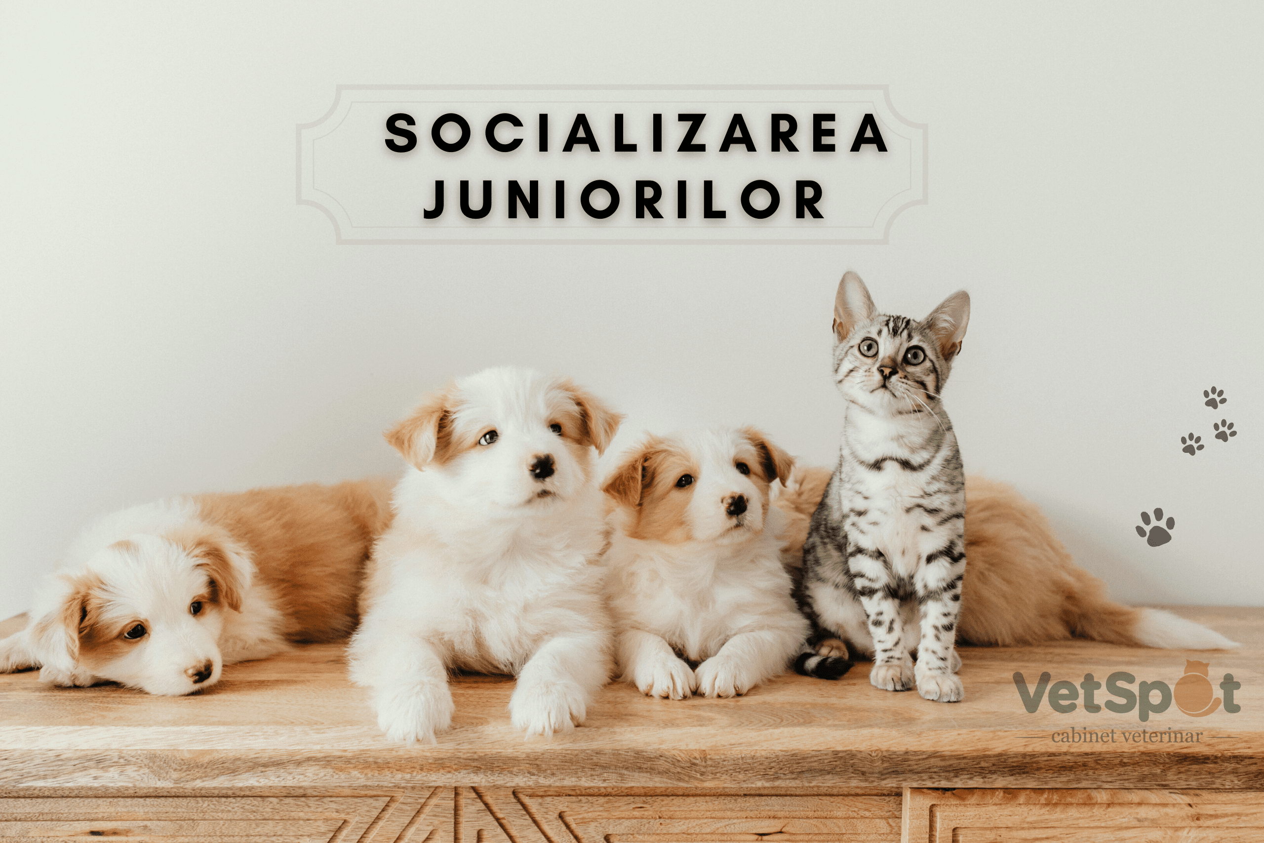 Socializarea juniorilor