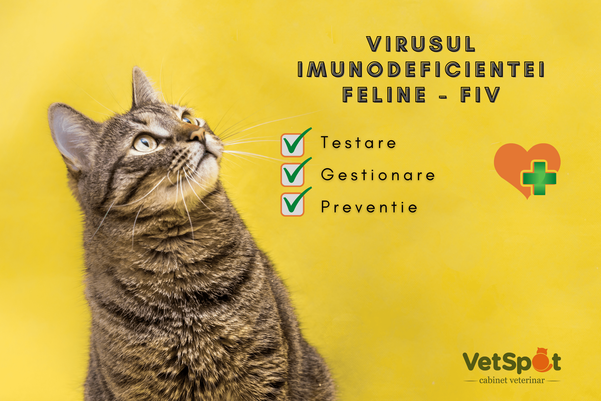 Virusul imunodeficientei feline – FIV