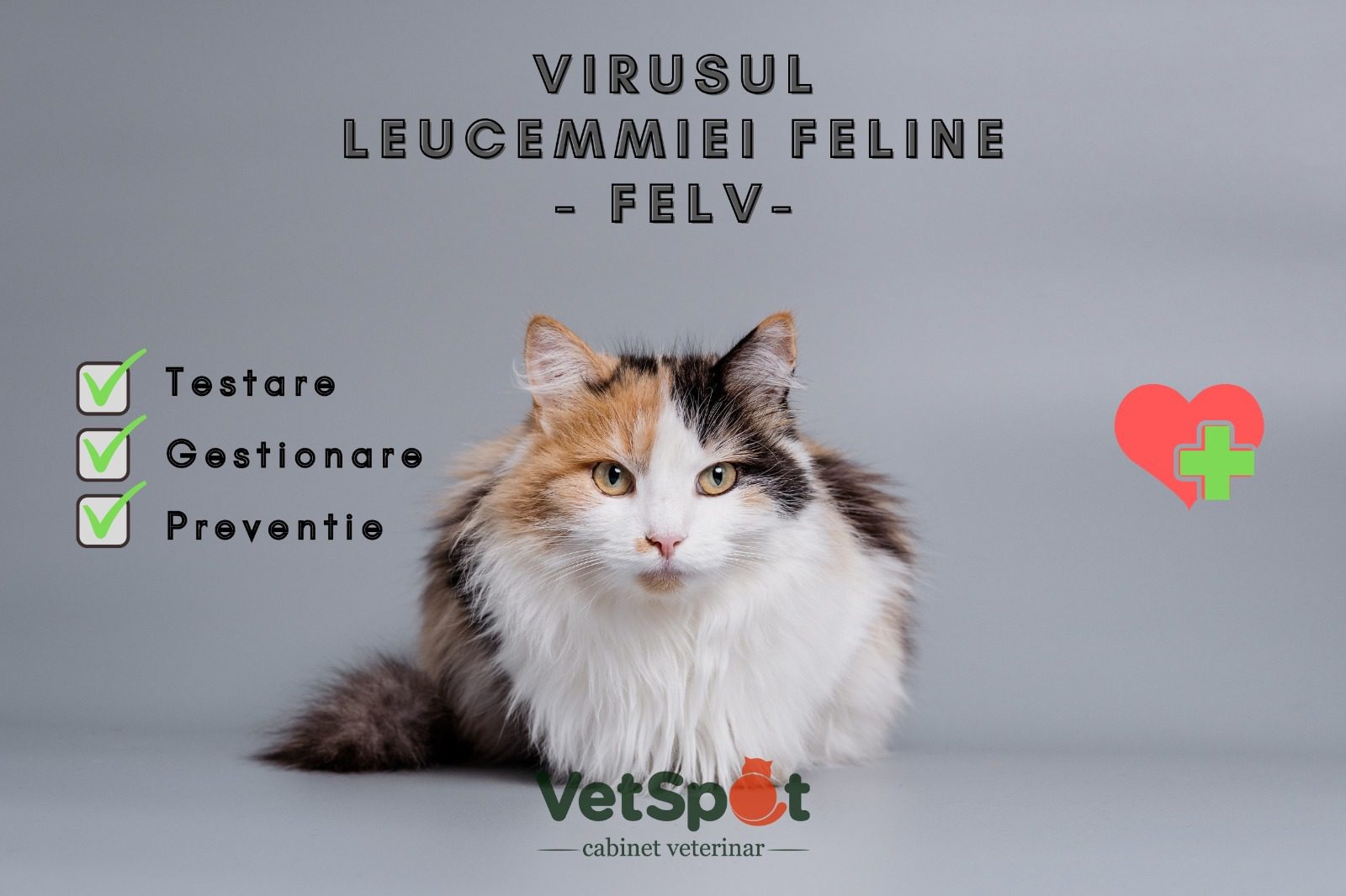 Virusul leucemiei feline – FeLV